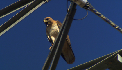 A red-tailed hawk.